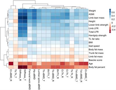 Muscle plays a more superior role than fat in bone homeostasis: A cross-sectional study of old Asian people